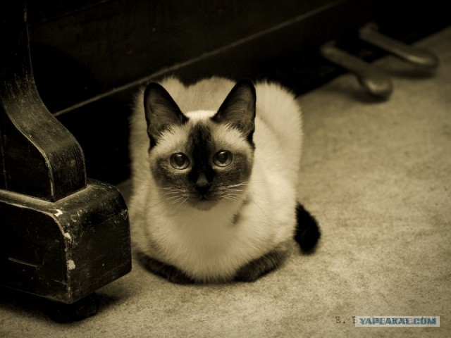 Котовторник (20.01)