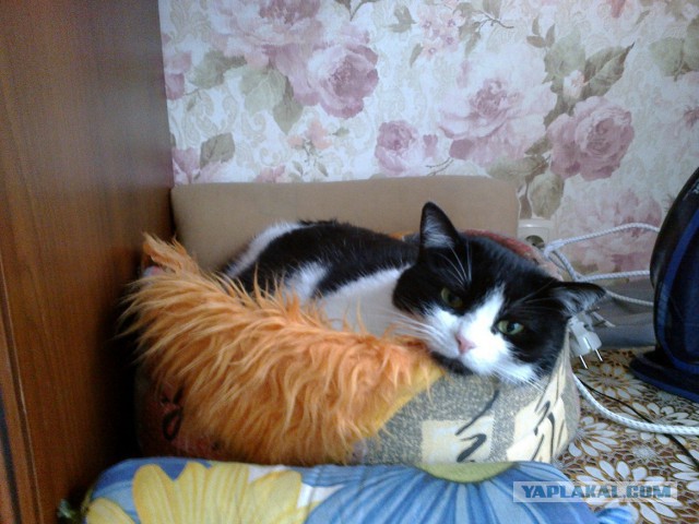 Котовторник  31.07.2018