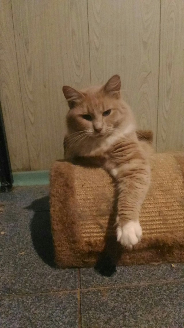 Прикольных котов пост