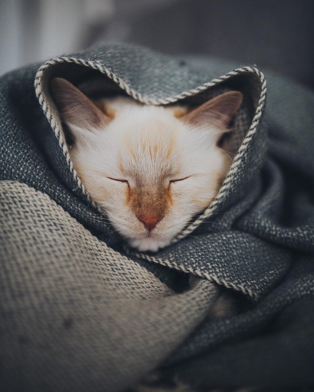 Прикольных котов пост