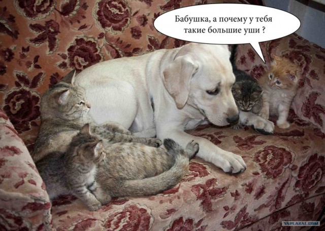 Первый котовторник июля