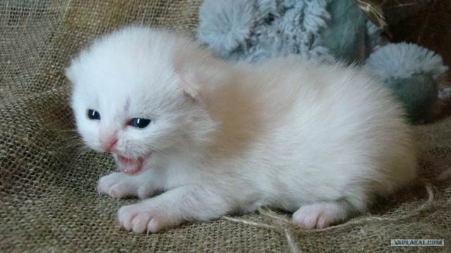 Котовторник 20.12.2011