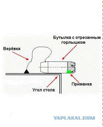 Мышиные будни
