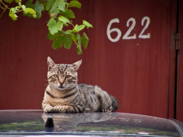 Котовторник  от 3.04.2012