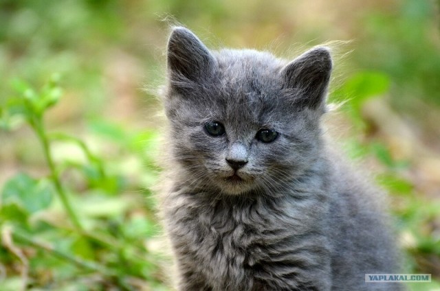 Палисадник за домом