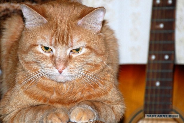 Котовторник  17.07.2012