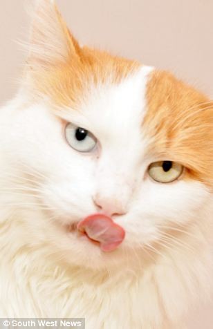 Аццкий кот терроризирует целую деревню