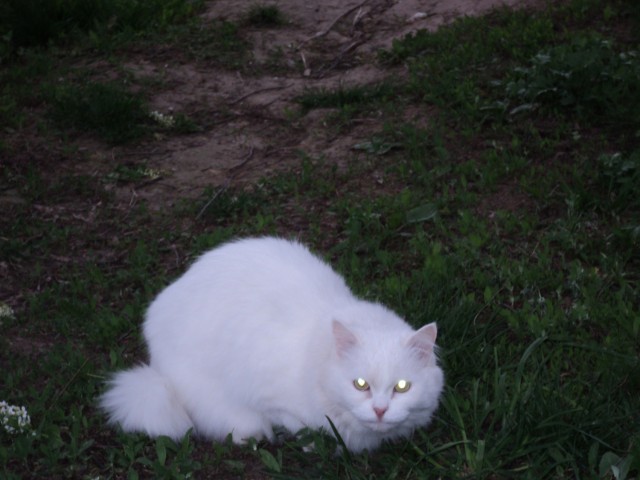 История одного кота