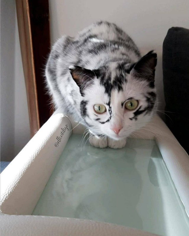 Забавные картинки с котами из сети