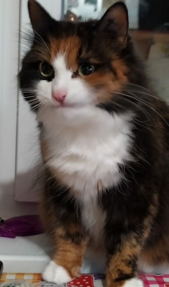 "Удоли!" Дурацкие фото котеек, которые они просили не показывать