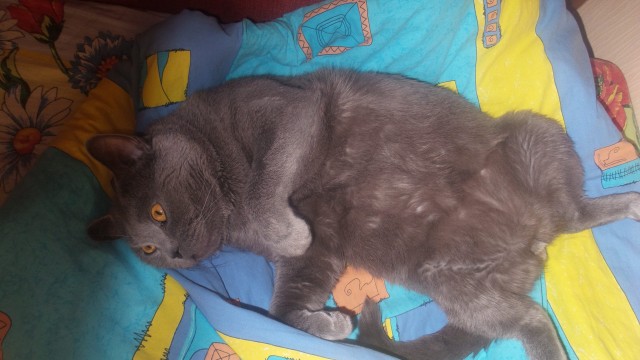 Котовторник 13.10.2020