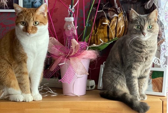 Котовторник. Добавляйте своих