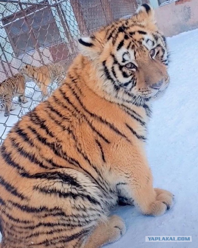 Картинки с котами и про котов