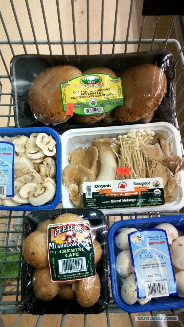 Чага - берёзовый гриб