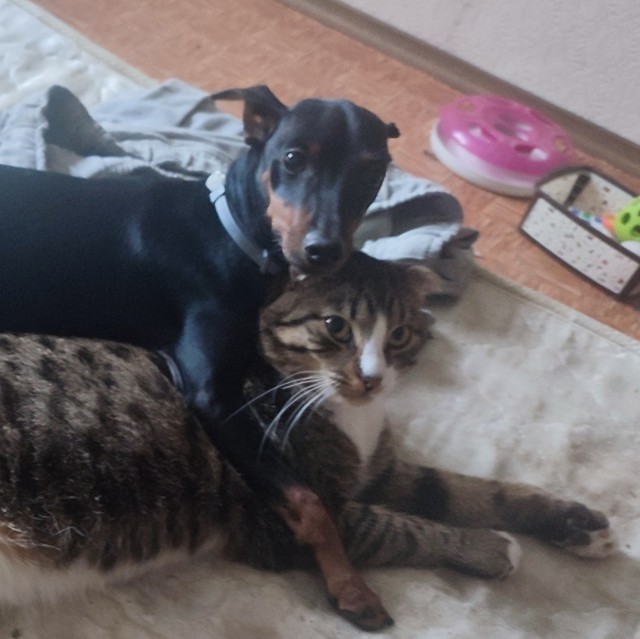 Вторник-кото