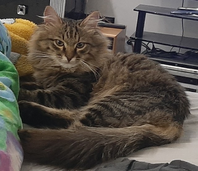 Мой самый первый КОТовторник!