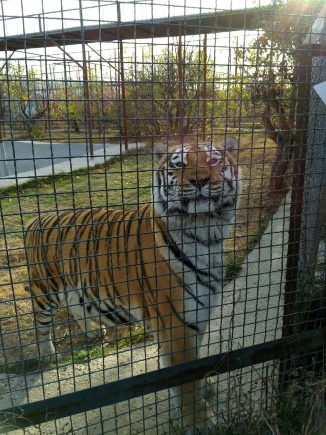 Тигр откусил палец ребенку в сафари-парке «Тайган» в Крыму