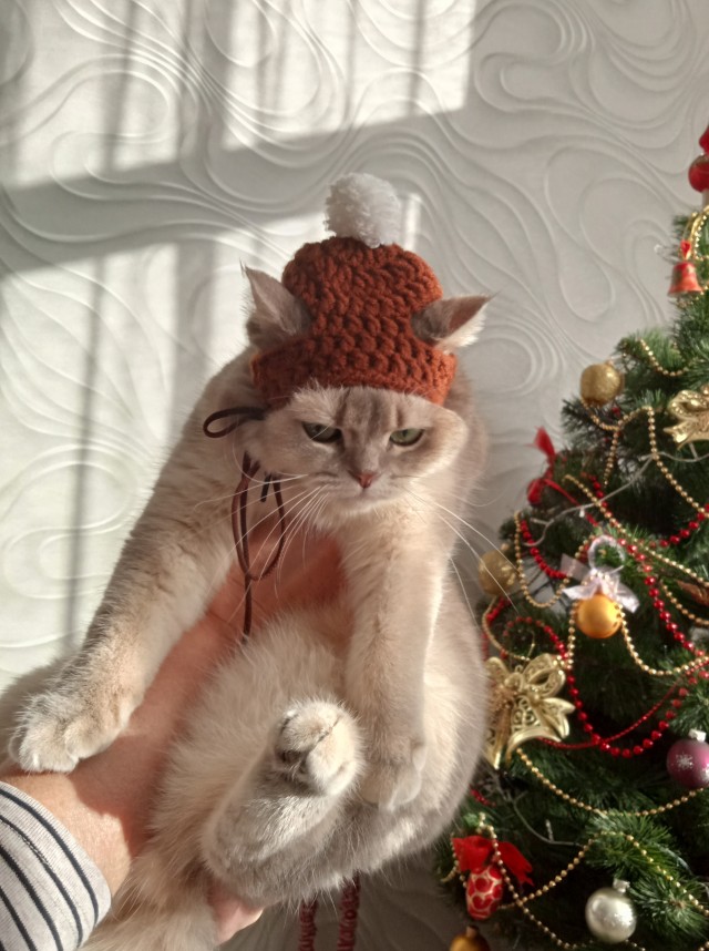 Котовторник 11.01.22