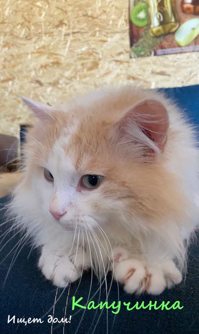 Жизнь домашнего приюта "Котоленд" 330