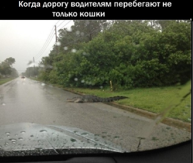 Картинки с надписями и всякие жизненные фразы