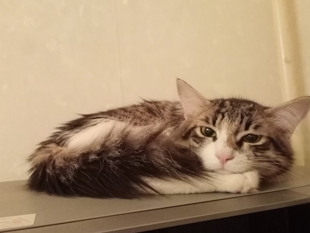 Котовторник 19.07.22