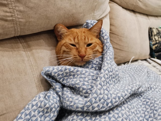 Котовторник 1.11.22