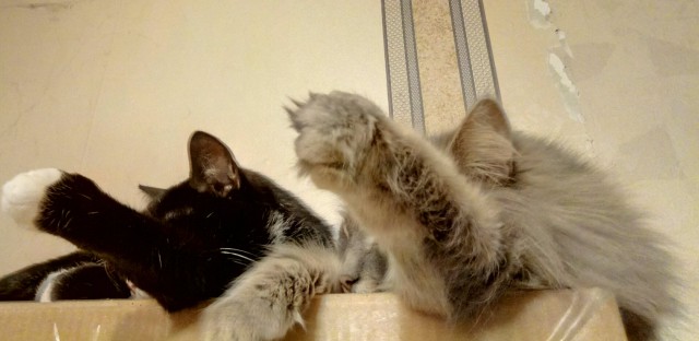 Котодракула