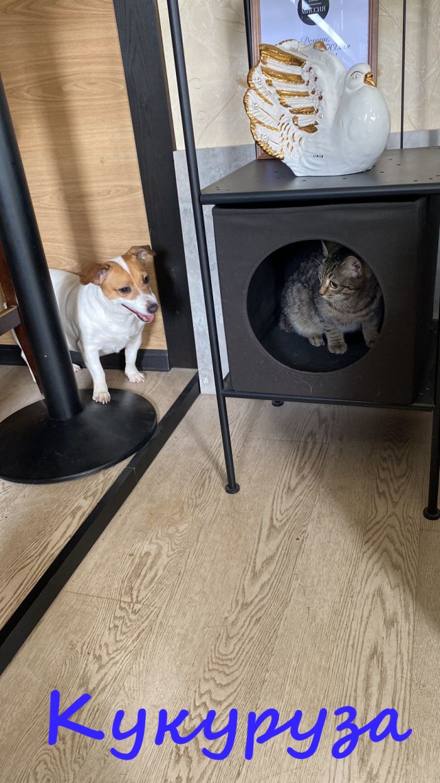 Жизнь домашнего приюта "Котоленд" 379