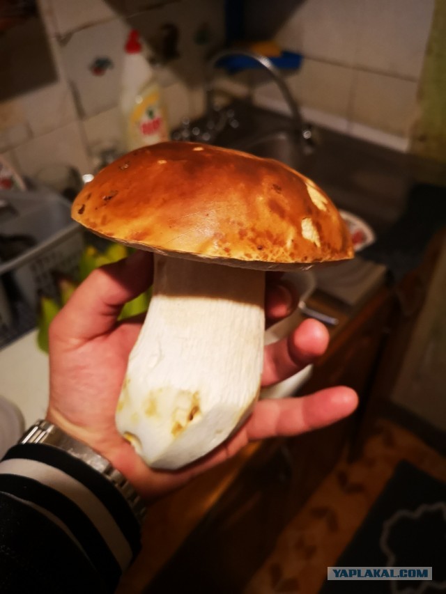 Первые весенние дары леса