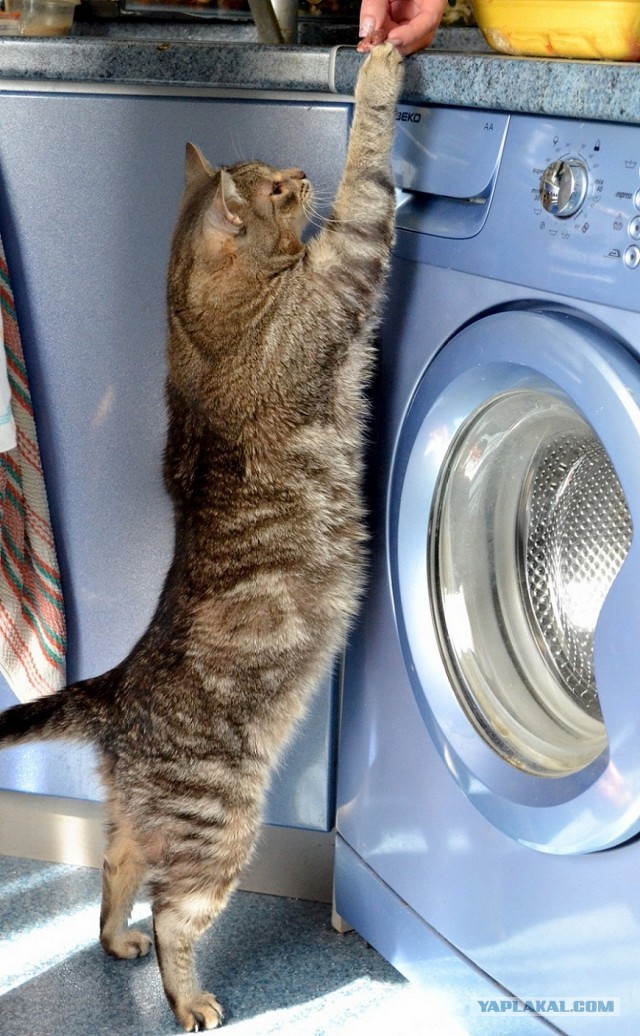Котовторник 09.04.2013