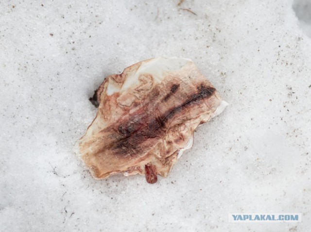 Все, что вы хотели знать об Эстонии...