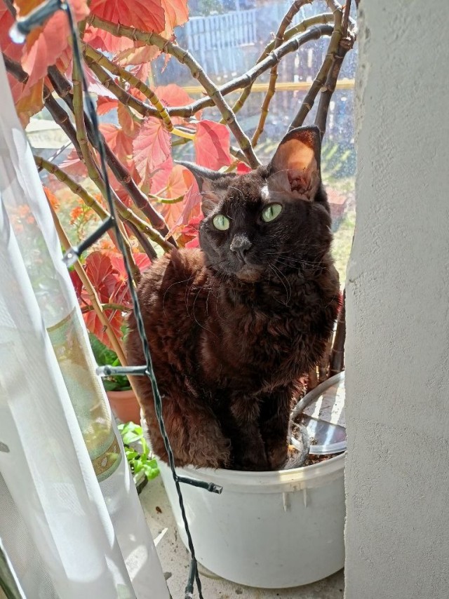 Котовторник же!