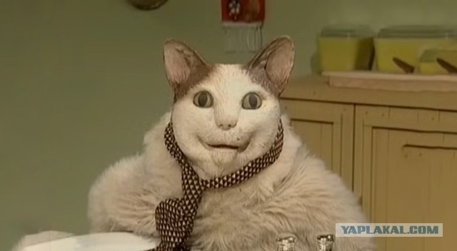 Кот с человеческим лицом.