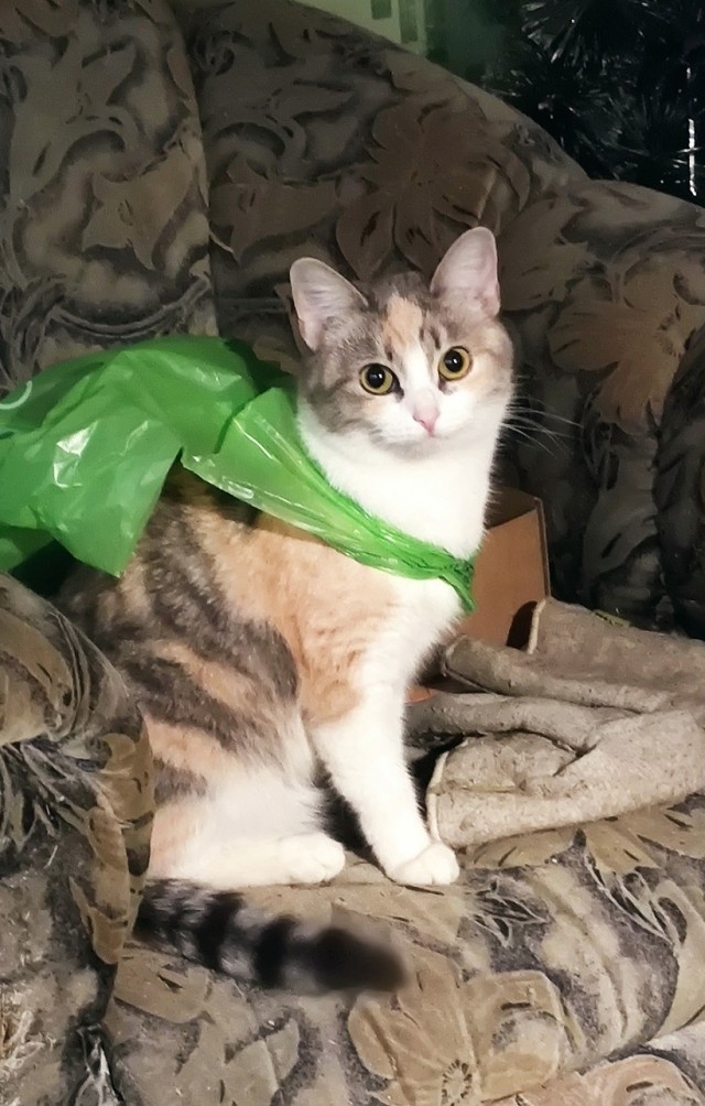 Ларисакрысасволочьлюблютебя