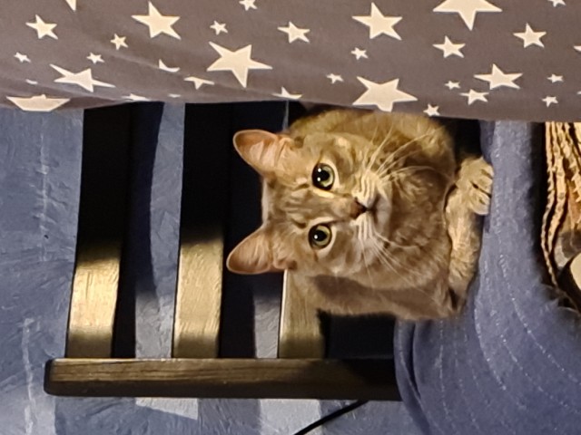 Котовторник продолжается
