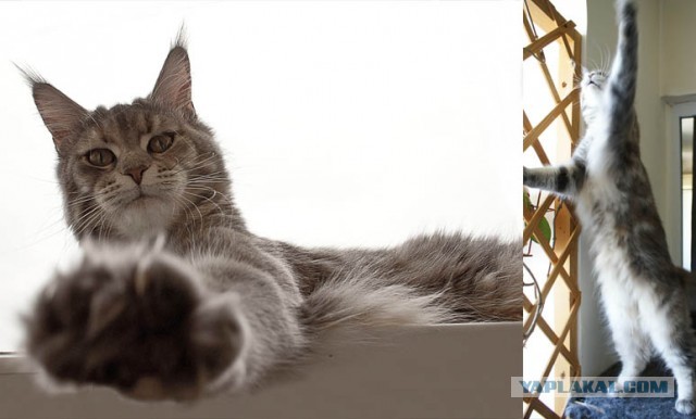 Немного о  Мейн Куне.