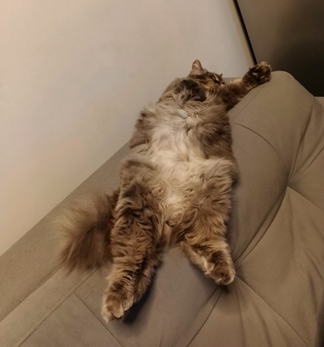 Котовторник