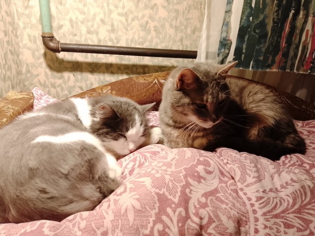 Кот...