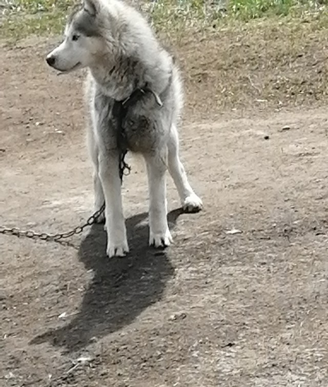 Песенка про лапки