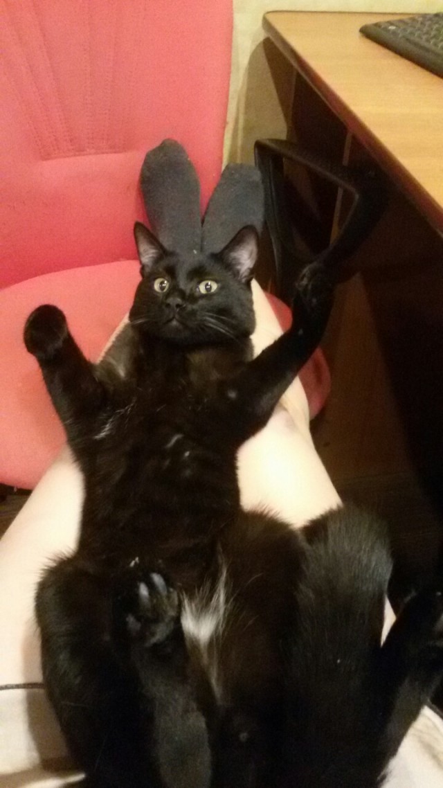 Жизнь Кота