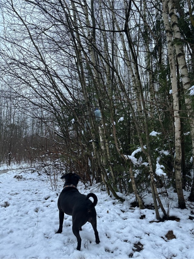 А коржика-то за что?..