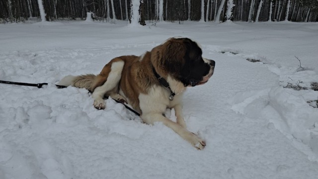 Всех с собакочетвергом.