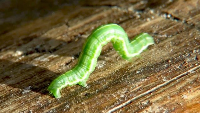 Габонская гадюка