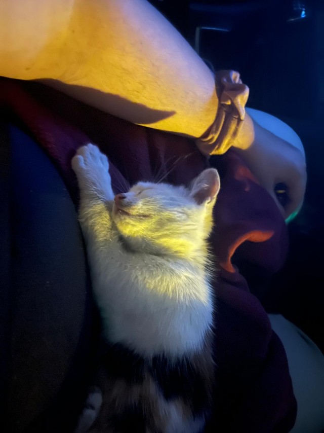 Котëнок с румынской дороги