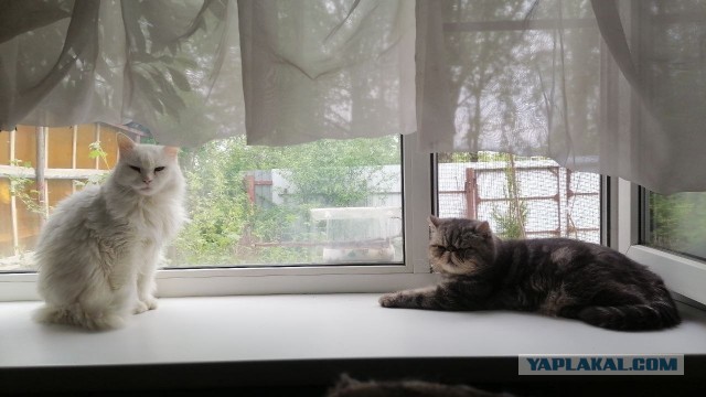 Котовторник