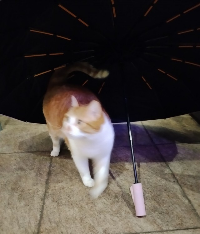 Очередной котовторник