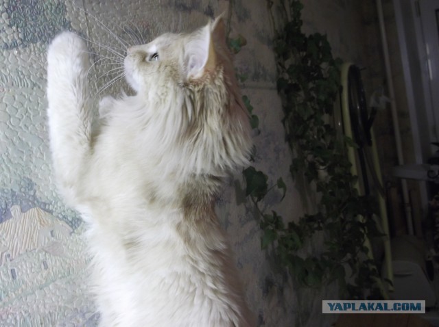 Котовторник  10.12.2013