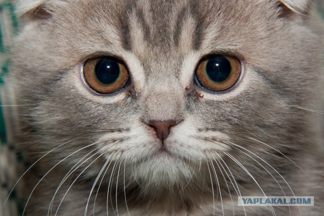 Котовторник  28.01.14