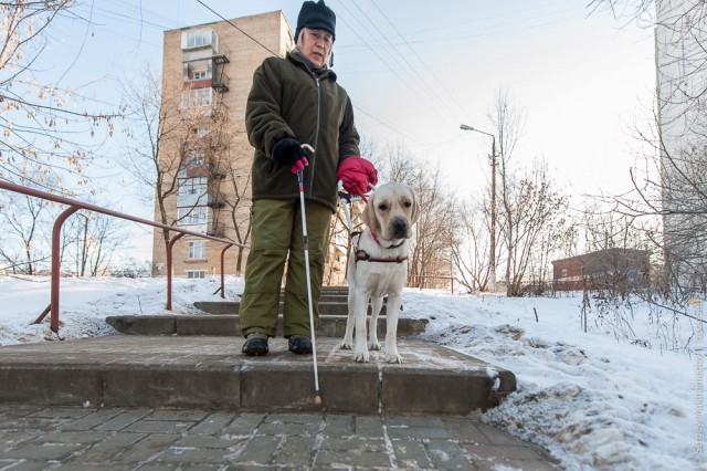 Золотые собаки