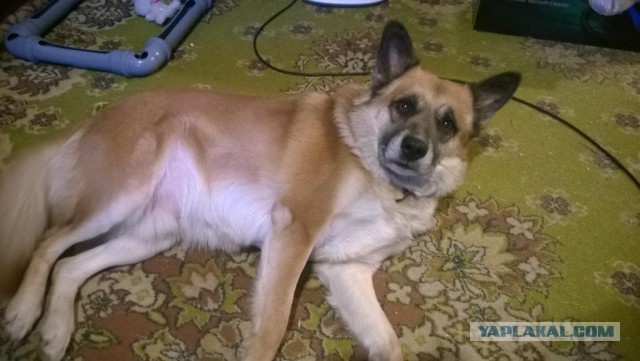 Зверьё моё!